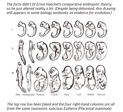 Haeckelsfakeembryos